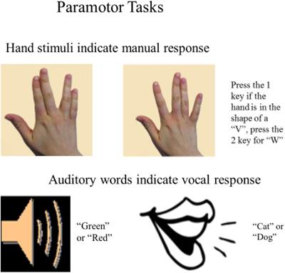 Separation of Tasks Into Distinct Domains, Not Set-Level Compatibility, Minimizes Dual-Task Interference